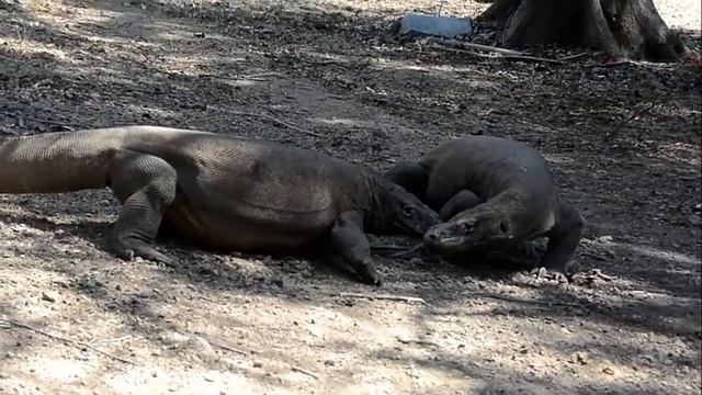 Варан против варана.Битва варанов.комодские вараны.