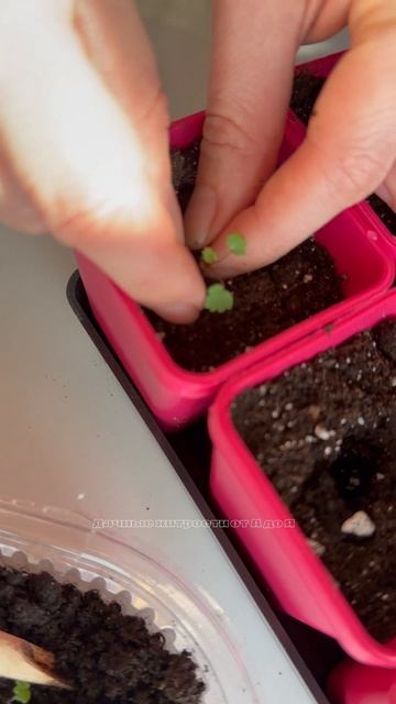 Как провести пикировку земляники 🍓 смотреть онлайн