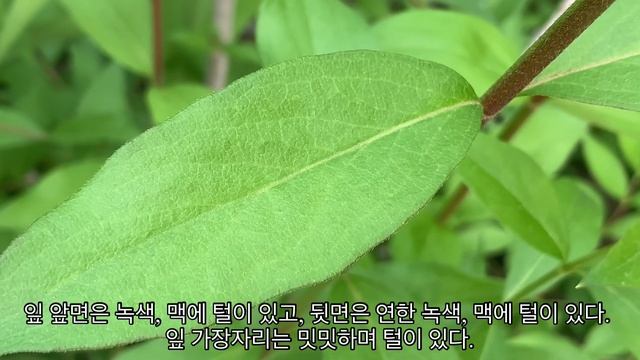 댕강나무_아름답고 향기로운 석회암지대 특산종@biodiversity_Korea смотреть онлайн