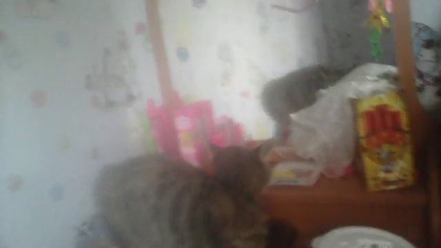 шипящий котэ смотреть онлайн