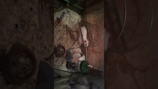 Мини видео про хомяков🐹🐹🐹 смотреть онлайн