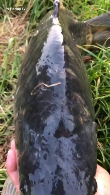 Best Asian Fishing 🐟 Why wild carp can live for more than 100 years. It can only live for more tha смотреть онлайн