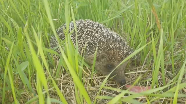 Ежи и коты. Встреча в саду смотреть онлайн