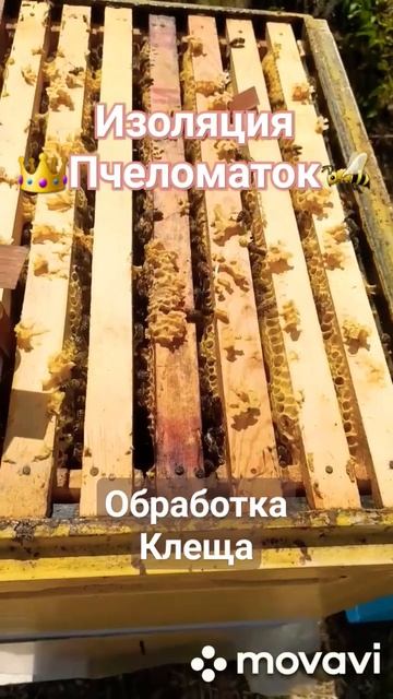 ИЗОЛЯЦИЯ МАТОК В ЗИМУ. Обработка от клеща варроа #пчеловодство #пчелы #пасека #мёд смотреть онлайн