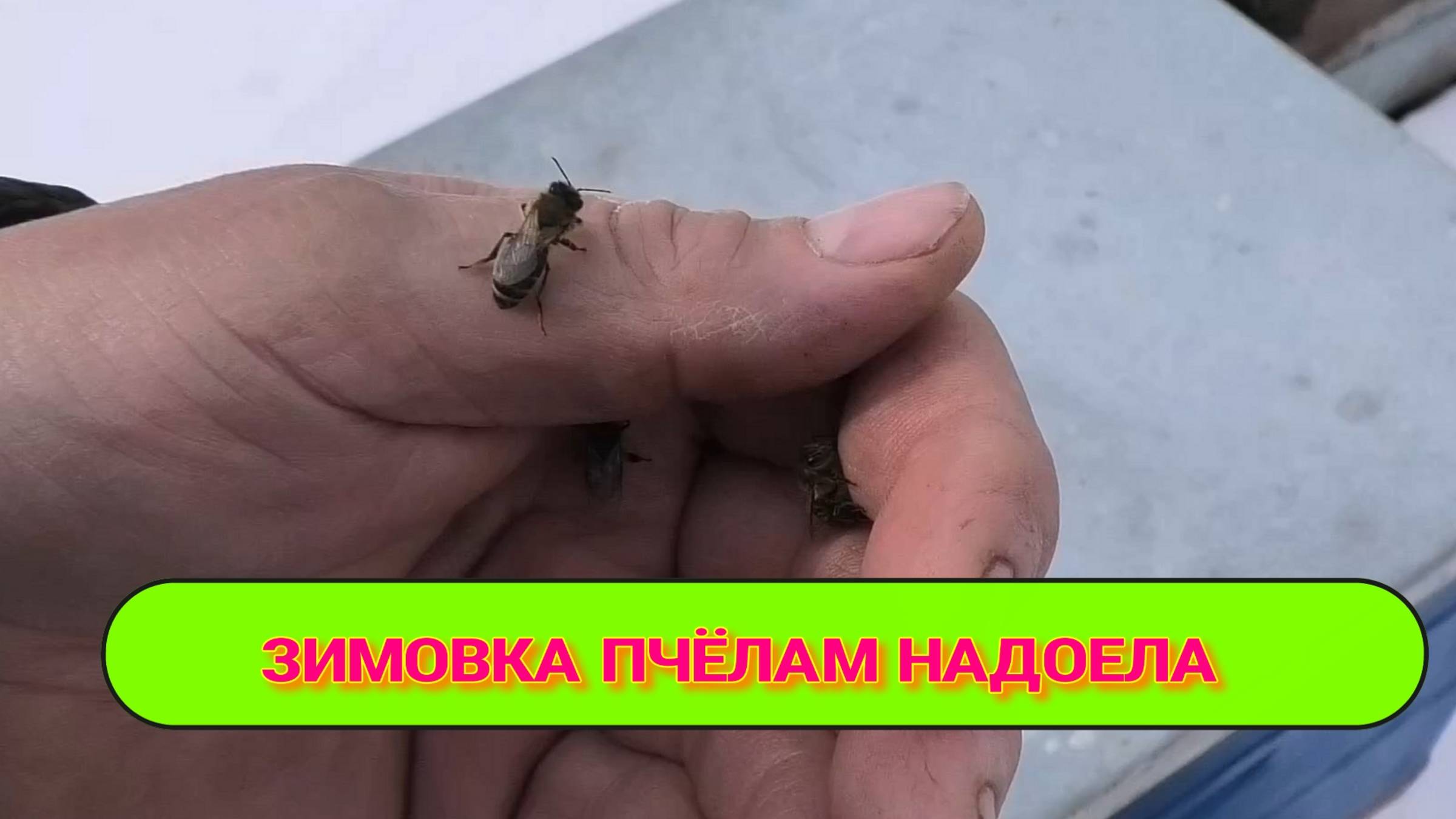 ПЧЕЛАМ НАДОЕЛО ЗИМОВАТЬ. смотреть онлайн