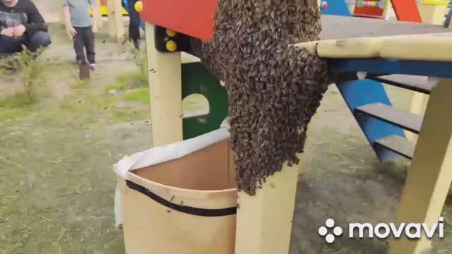 ❗Снимаем РОЙ пчел в городе. #пчеловодство #пасека #пчелы #роеловство #рой #приколы смотреть онлайн