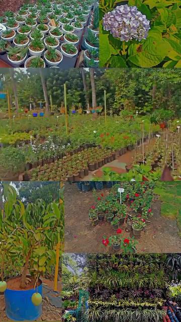 ☘️plant nursery in kosbad🪴 смотреть онлайн