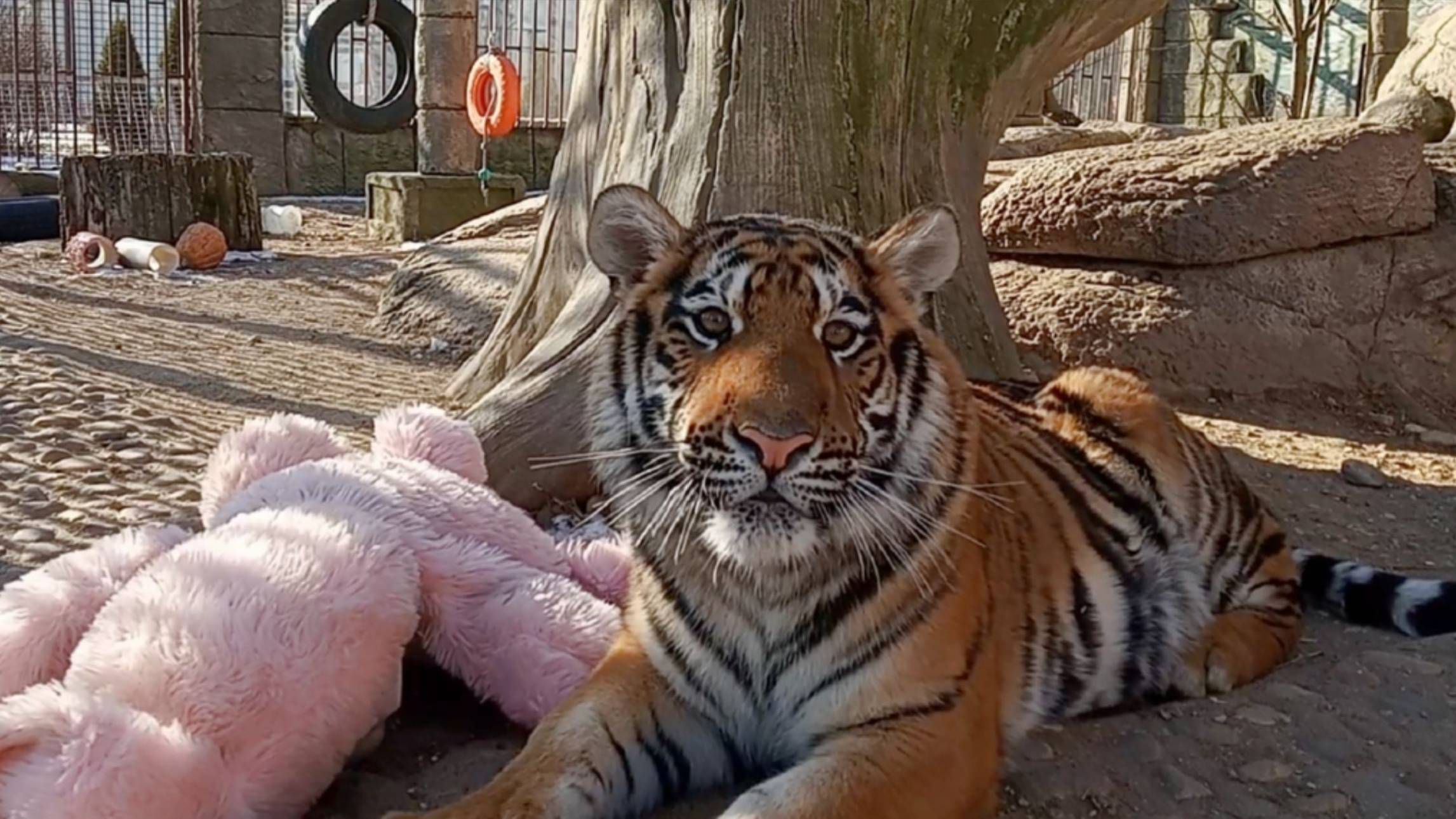 Лев ШЕРХАН играет в прятки и показывает цирковой номер. Королева СИМОЧКА и ПОРШ. (1 выпуск) смотреть онлайн