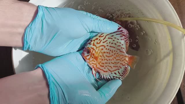 Разведение и продажа дискусов. Начало марта смотреть онлайн