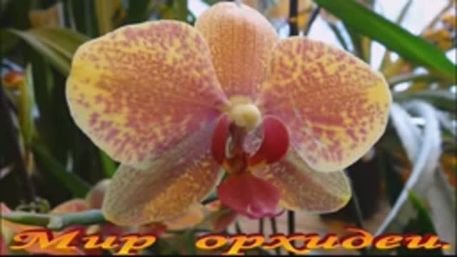 Мир орхидеи. смотреть онлайн