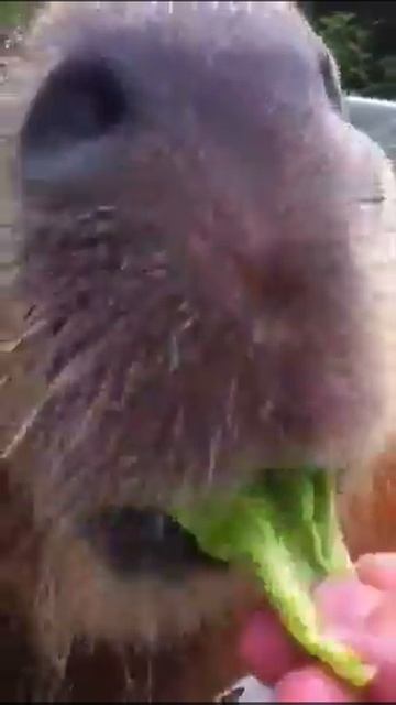 Garibaldi Rous, capybara смотреть онлайн