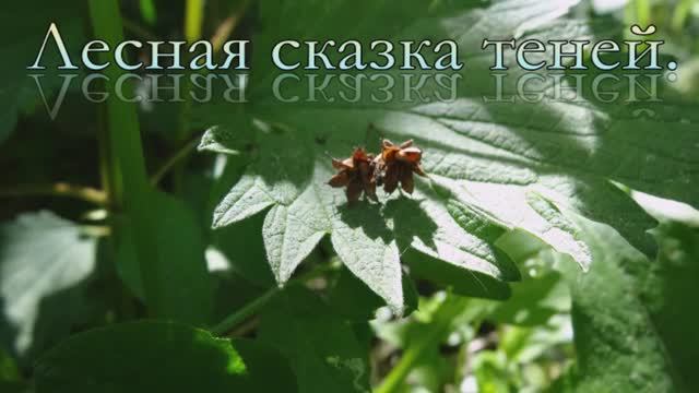 Лесная сказка теней. смотреть онлайн