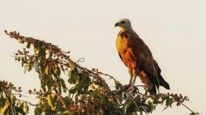 Звук природы _ Пение канюка _ Пение птиц