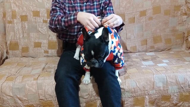 одежда для бульдога - примеряем французу комбинезон с молнией на спине. смотреть онлайн