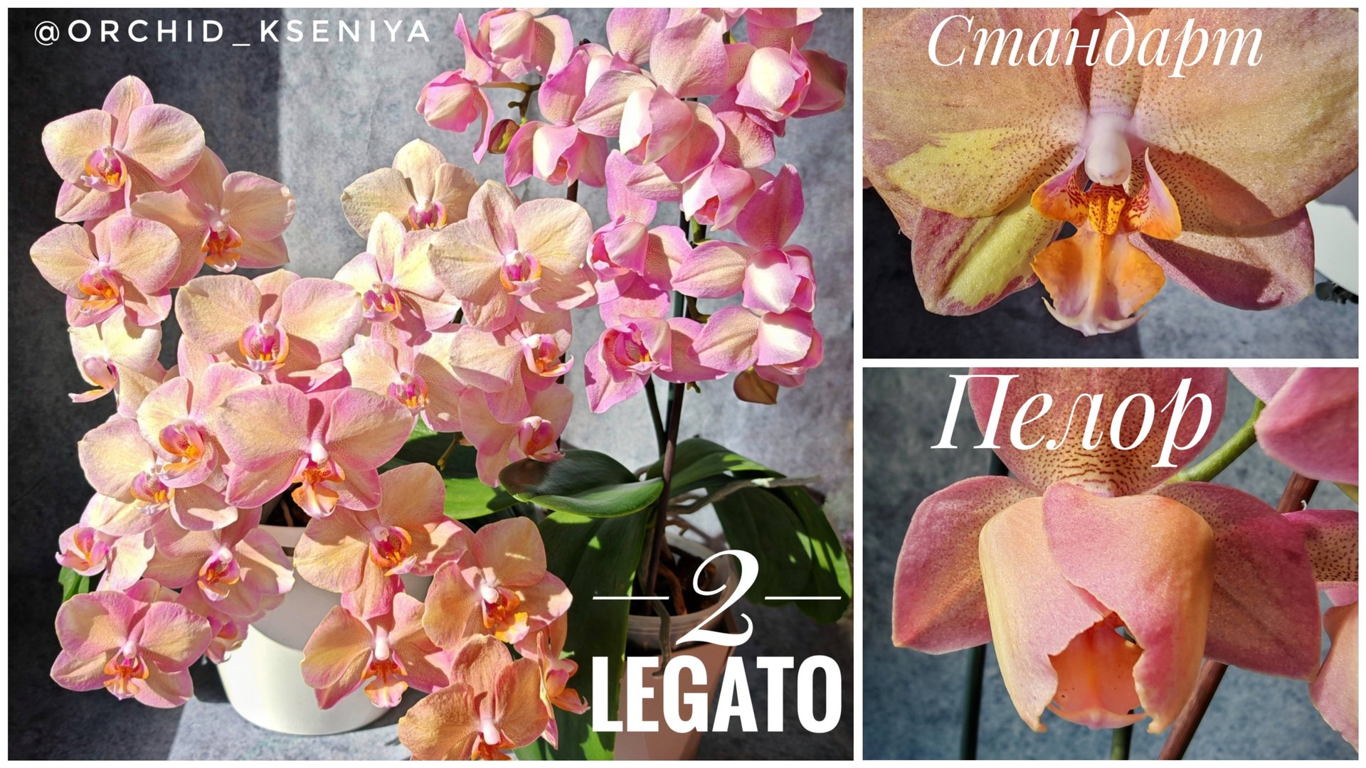 Два Легато: стандарт (27 цветков) 🌸 и пелор (14 цветков) 🌷 Phal. Legato | Обзор и сравнение 💕 смотреть онлайн
