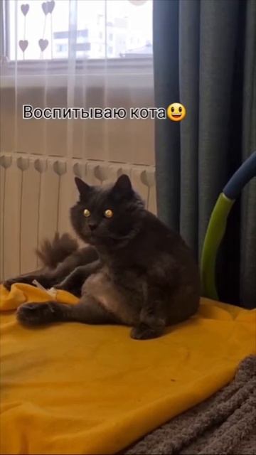 воспитание кота смотреть онлайн