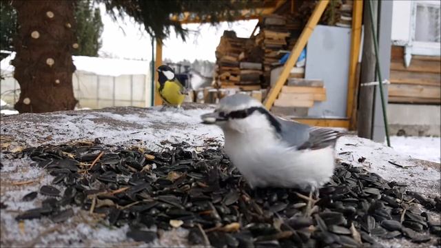 Зима зимой, а обед по расписанию. смотреть онлайн