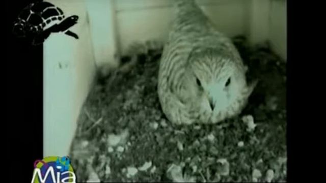 Rapaci, pullus, associazione Artuà fot Nature Foligno смотреть онлайн