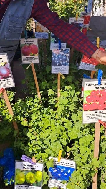 Сегодня ездили на ярмарку за плодовыми кустарниками!!! Today we went to the fair for fruit bushes!! смотреть онлайн