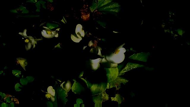 053 Райская музыка исцеления.ШОПЕН смотреть онлайн