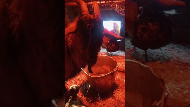 скандал между птицей