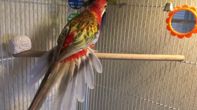 Пробую приручить Розеллу! Try To Tame A Rosella.