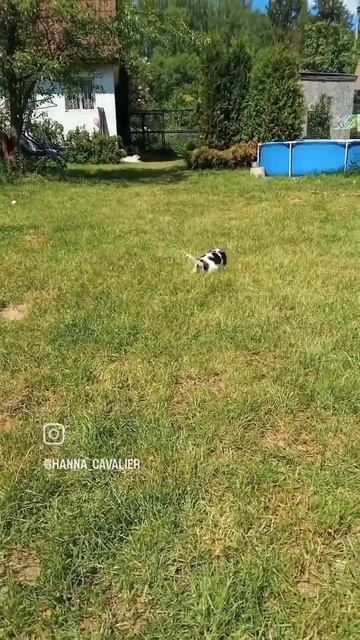 Щенки Кавалер Кинг Чарльз спаниель ( триколор) Свободны 2 мальчика и 2 девочки. смотреть онлайн