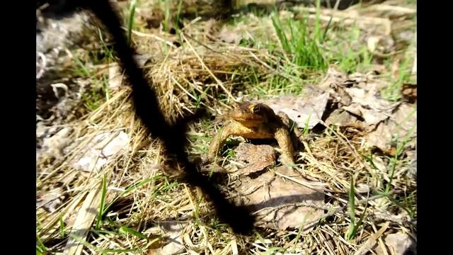Жабьи свадьбы toad wedding смотреть онлайн