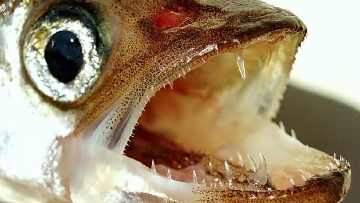 Рыбалка в сильный ветер! Рыба за рыбой, такого не ожидал! Зимняя рыбалка со льда в Карелии 2025 смотреть онлайн