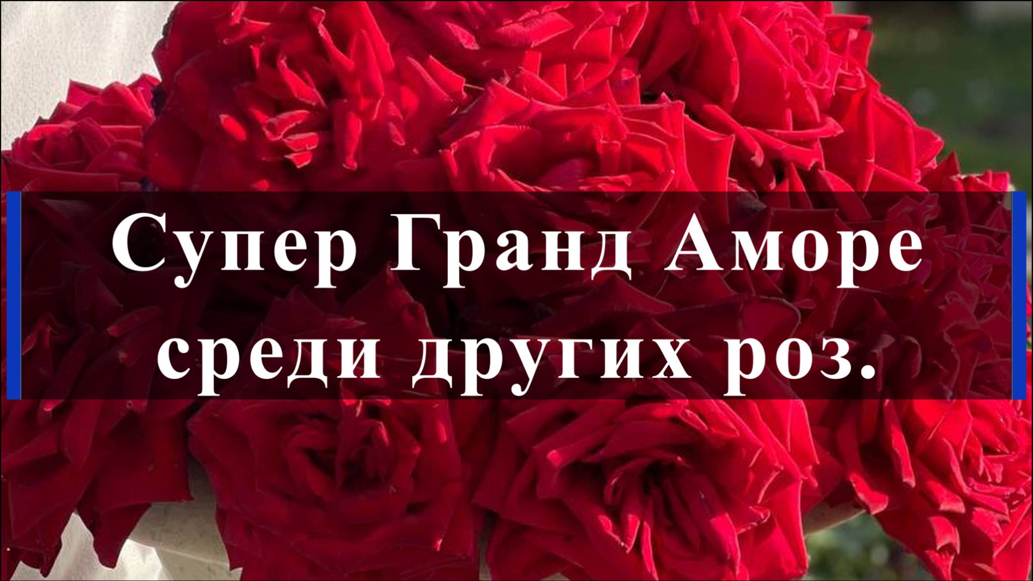 Супер Гранд Аморе среди других роз. смотреть онлайн