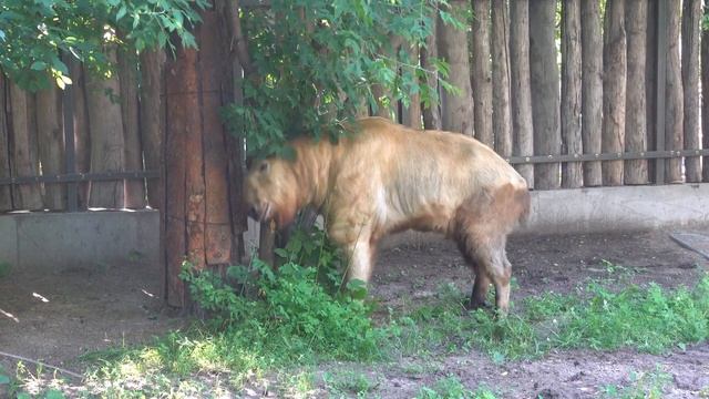 Золотистый такин начал наводить порядок в новом вольере. 28.06.2024 смотреть онлайн