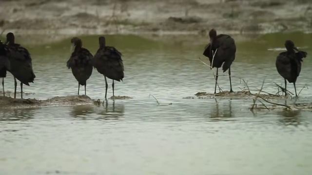 ივეოსი - Plegadis falcinellus - Glossy ibis - Каравайка смотреть онлайн
