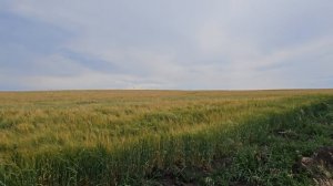 ОМУ удобрение СУЛЬФОАММОФОС  20:20 (14) ООО «ИНОВАТОРС» ИНН 3435137599. 
САЙТ : ИНОВАТОРС.РФ