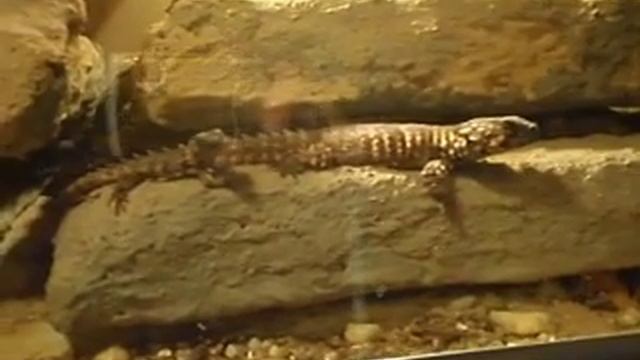 Cordylus cataphractus baby смотреть онлайн