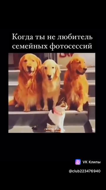 vkclips_20250303021402*** смотреть онлайн