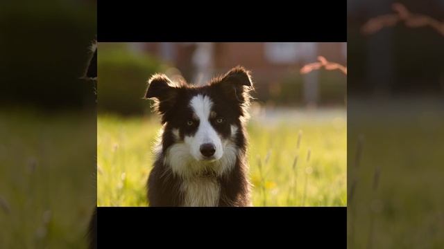 🐕🐕🦮🐕🦺 смотреть онлайн