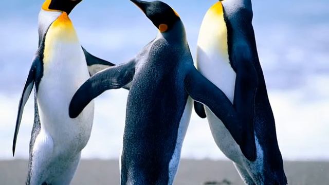 Koala, Penguin, and Jellyfish photos смотреть онлайн