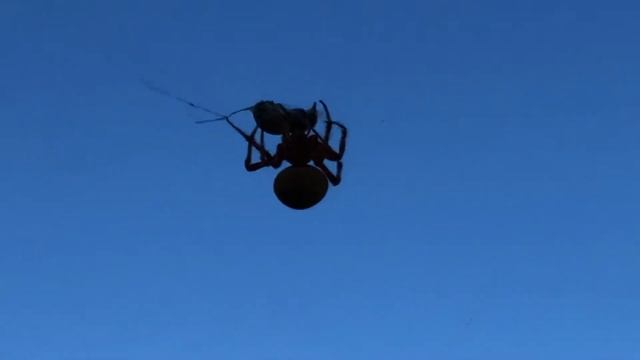 Spider catches a bee смотреть онлайн