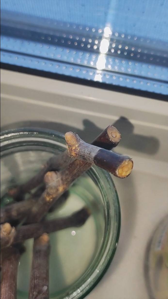 Проращивание черенков винограда. День четвертый смотреть онлайн