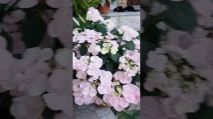ГОРТЕНЗИЯ ФРЕНЧ БОЛЕРО
