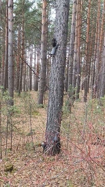 Черныш, Булечка и Бурочка🐿️🤗 #белочки #экопарк #белкивпарке #милота #squirrel #осень #белки #парк смотреть онлайн