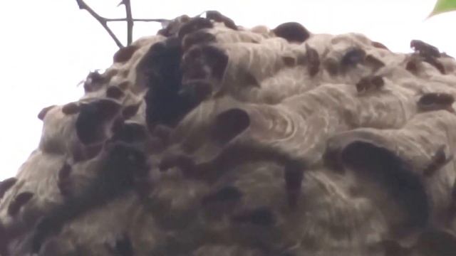 黑尾虎頭蜂 смотреть онлайн