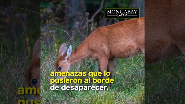 Argentina: el ciervo de los pantanos se recupera en el Delta del Paraná смотреть онлайн
