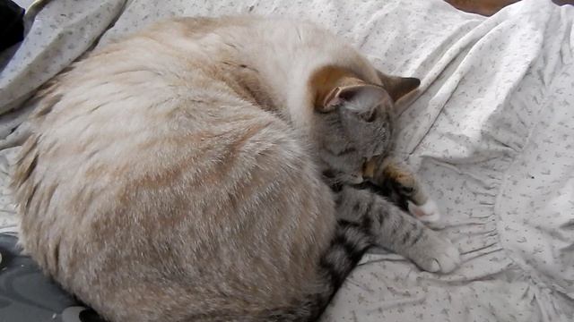 Принцессы не храпят - кошка Мурзилка спит смотреть онлайн