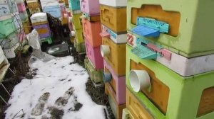 основные работы на пасеке с пчелами в марте , на что следует обратить внимание , 4.03.2025