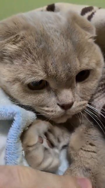 отвали пожалуйста || Кот Мася Плюшевый зверь смотреть онлайн