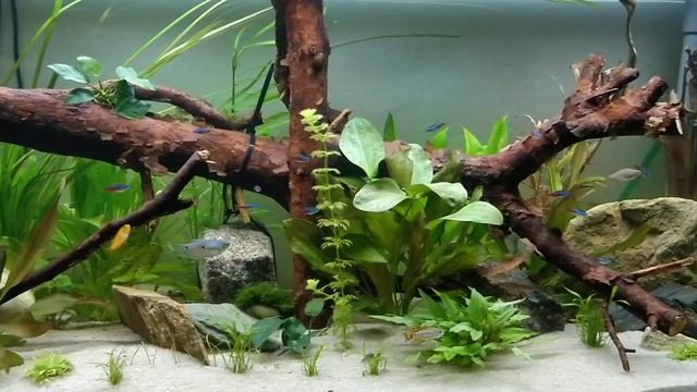 Aktuelles Video vom Aquarium смотреть онлайн