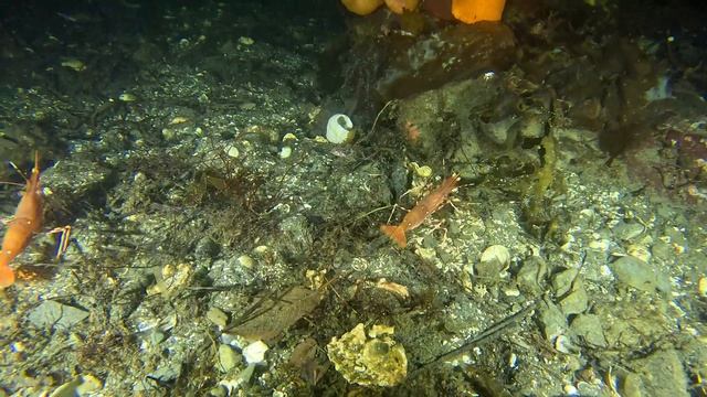 Spot Shrimp | Salish Sea Marine Wildlife смотреть онлайн