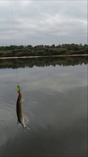 МЕЛКАЯ И ЖАДНАЯ . #Shorts#щука#ока смотреть онлайн