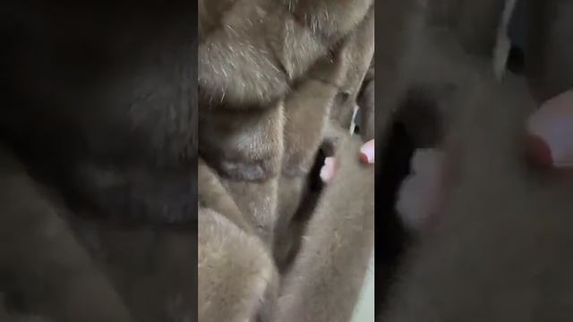 Меховая красавица" — шуба из натурального меха, #купитьшубу #норковаяшуба #садовод #стиль #шоппинг смотреть онлайн